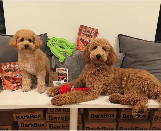 Guests of honor enjoying Trivia Night at BarkBox headquarters.