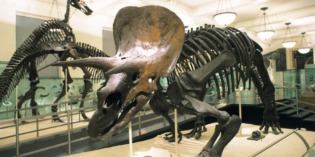 Example from the museum collection